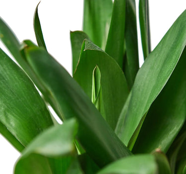 Cordyline Glauca
