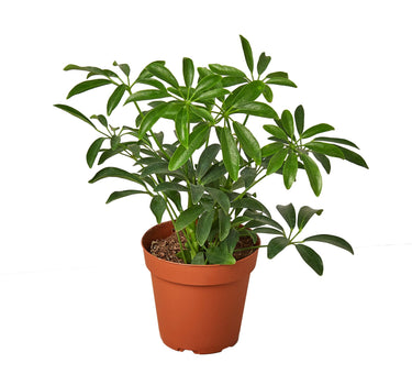 Schefflera Arboricola 'Umbrella'