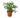 Schefflera Arboricola 'Umbrella' - 4" Pot - NURSERY POT ONLY