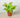 Pothos 'Neon'