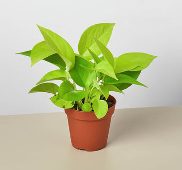 Pothos 'Neon'