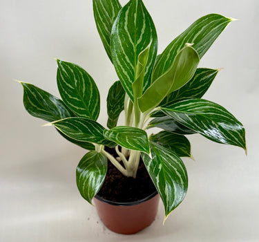 Chinese Evergreen 'White Stem'