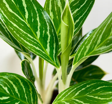 Chinese Evergreen 'White Stem'
