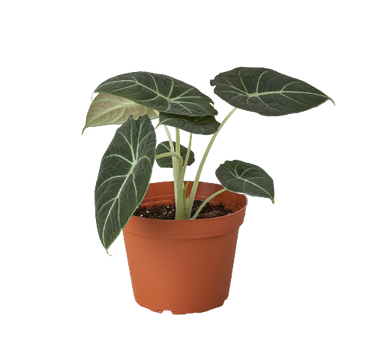 Alocasia Reginula 'Black Velvet'