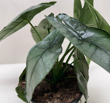 Alocasia 'Dragons Breath'
