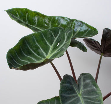 Alocasia 'Ebony'