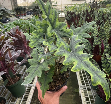 Alocasia 'Jacklyn'