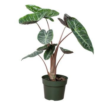 Alocasia Pink Dragon