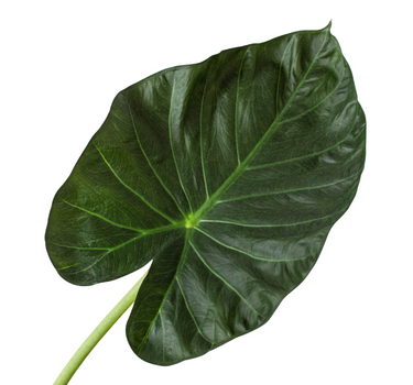 Alocasia 'Regal Shields'