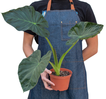 Alocasia 'Regal Shields'