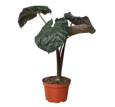 Alocasia 'Serendipity'