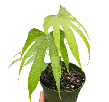 Anthurium Fingers