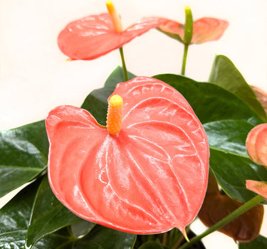 Anthurium 'Orange'