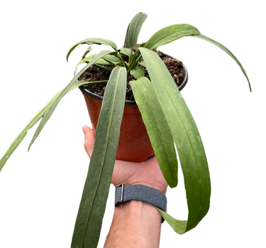 Anthurium 'Vittarifolium'