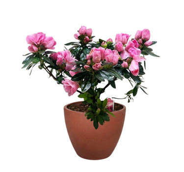 Azalea (Rhododendron)