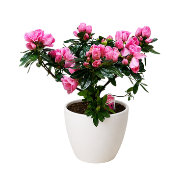 Azalea (Rhododendron)