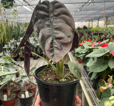 Alocasia 'Red Secret'