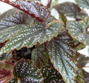 Begonia 'Corallina'