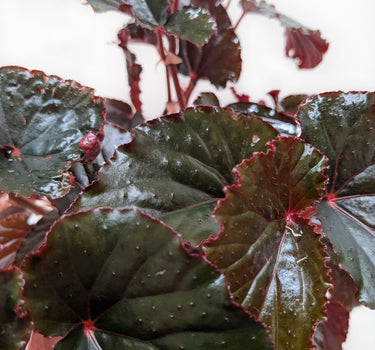 Begonia 'Black Magic'