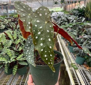 Begonia 'Maculata'
