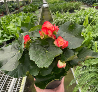 Begonia 'Reiger'