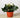 Begonia 'Reiger'