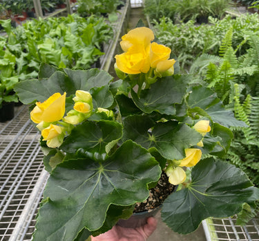 Begonia 'Reiger'