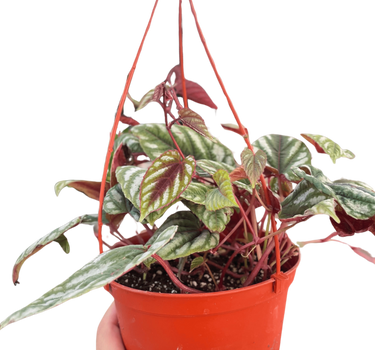 Begonia Rex Vine - 6" Pot