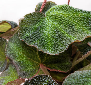Begonia 'Soli Mutata'