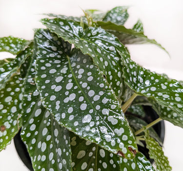 Begonia 'White Ice'