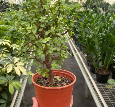 Bonsai Jade Dwarf Green