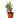 Bonsai Jade Dwarf Rainbow