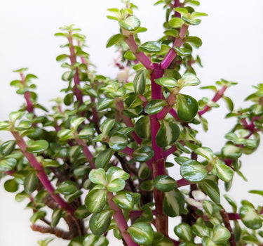 Bonsai Jade Dwarf Rainbow
