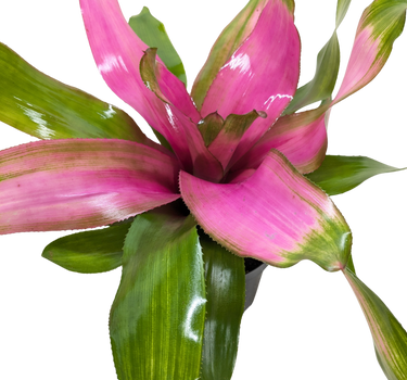 Bromeliad 'Donna'