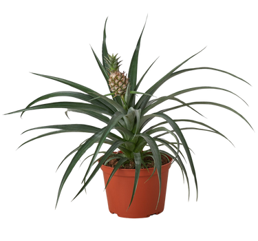 Bromeliad 'Yellow Pineapple' - 6" Pot
