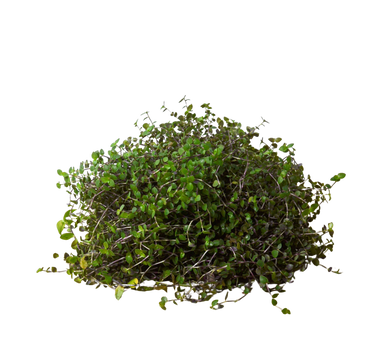 Calasia Repens
