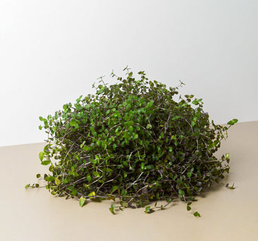 Calasia Repens