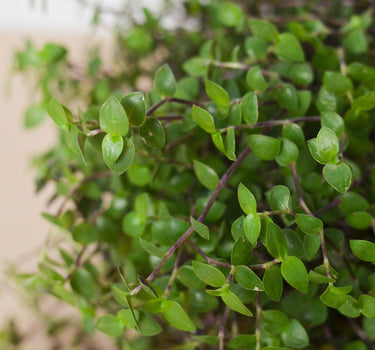 Calasia Repens