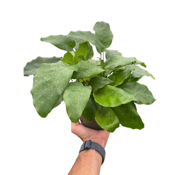 Calathea 'Musaica'
