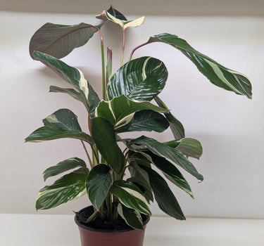 Calathea 'Princess Dalya'