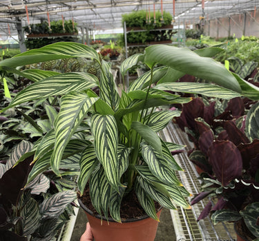 Calathea 'Vittata'