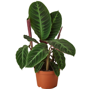 Calathea 'Warscewiczii' - 6" Pot