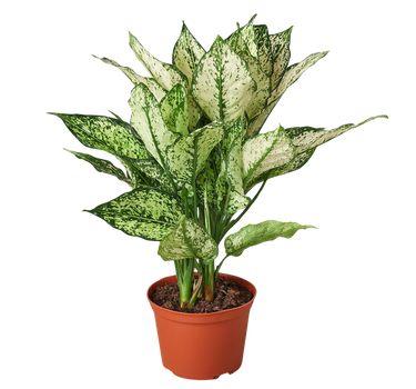 Chinese Evergreen 'First Diamond'