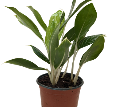 Chinese Evergreen 'Snow Cap'