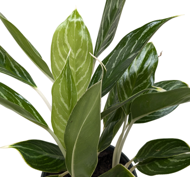 Chinese Evergreen 'Snow Cap'