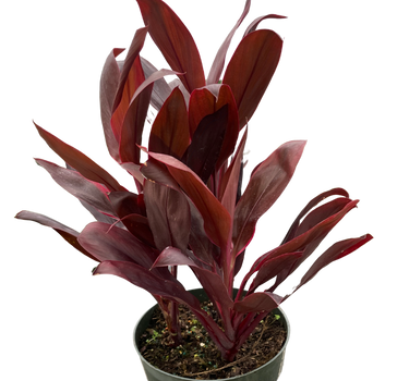 Cordyline 'Calypso Queen'