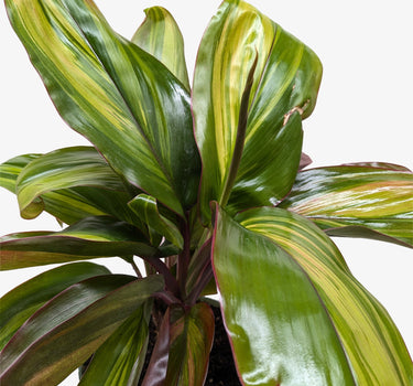 Cordyline Willies Gold