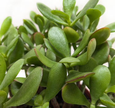 Succulent Crassula 'Jade'