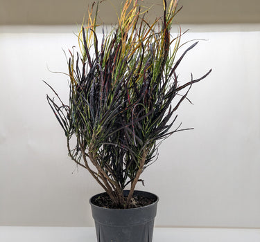 Croton 'Picasso'
