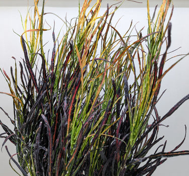 Croton 'Picasso'